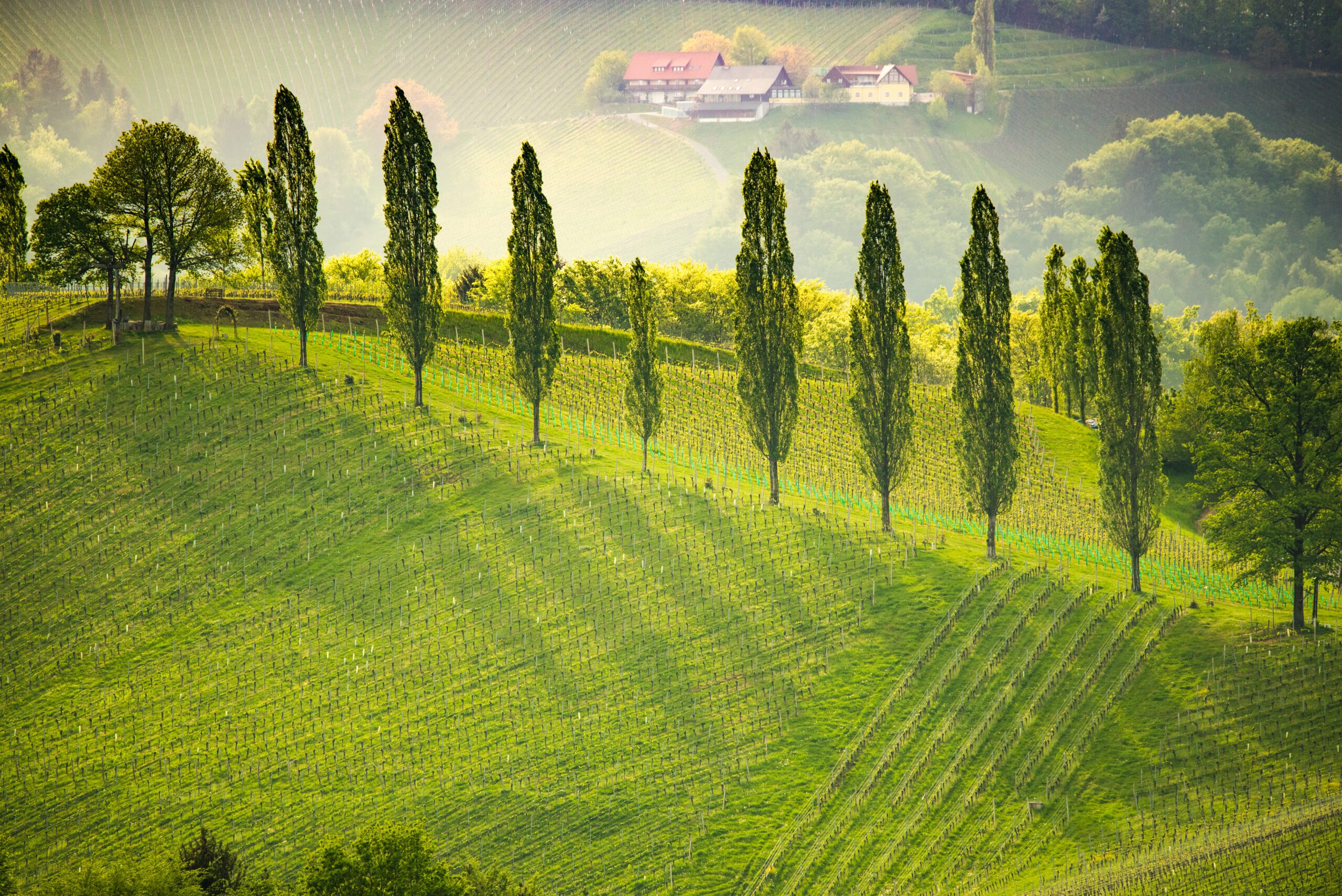 South styria vineyards landscape, near Gamlitz, Austria, Eckberg, Europe. Grape hills view from wine road in spring. Tourist destination, travel spot.